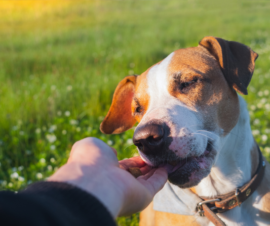 Beneficios de darle a tu perro premios naturales