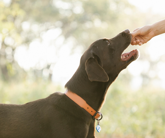 ¿Por qué los premios naturales son la mejor opción para tu perro?