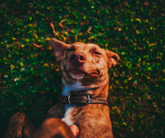 ¿Cuándo dar premios a nuestros perros?