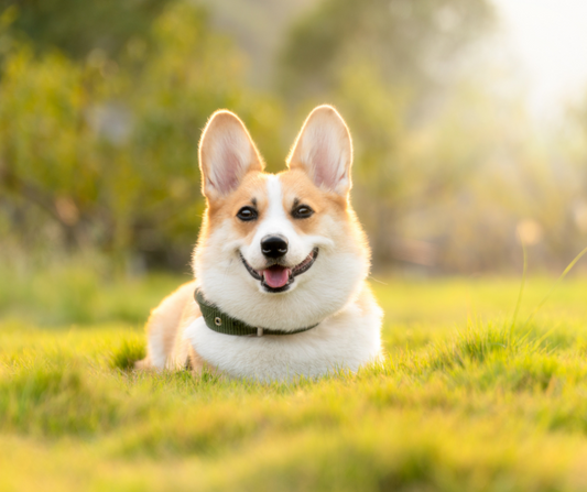 ¿Cuáles son los mejores premios para perro?